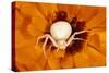 White Crab Spider Lying in Wait for Prey-null-Stretched Canvas