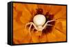 White Crab Spider Lying in Wait for Prey-null-Framed Stretched Canvas