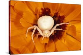 White Crab Spider Lying in Wait for Prey-null-Stretched Canvas