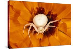 White Crab Spider Lying in Wait for Prey-null-Stretched Canvas