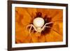 White Crab Spider Lying in Wait for Prey-null-Framed Photographic Print