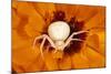White Crab Spider Lying in Wait for Prey-null-Mounted Photographic Print