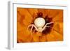 White Crab Spider Lying in Wait for Prey-null-Framed Photographic Print