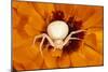 White Crab Spider Lying in Wait for Prey-null-Mounted Photographic Print