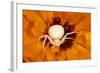 White Crab Spider Lying in Wait for Prey-null-Framed Photographic Print