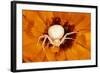 White Crab Spider Lying in Wait for Prey-null-Framed Photographic Print