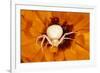 White Crab Spider Lying in Wait for Prey-null-Framed Photographic Print