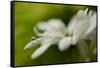 White Creamy Green II-Heidi Westum-Framed Stretched Canvas