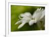 White Creamy Green II-Heidi Westum-Framed Photographic Print