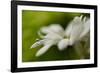 White Creamy Green II-Heidi Westum-Framed Photographic Print