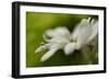 White Creamy Green II-Heidi Westum-Framed Photographic Print