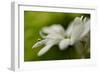 White Creamy Green II-Heidi Westum-Framed Photographic Print