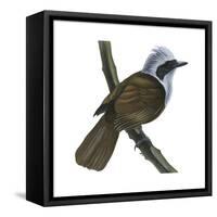 White-Crested Laughing Thrush (Garrulax Leucolophus), Birds-Encyclopaedia Britannica-Framed Stretched Canvas