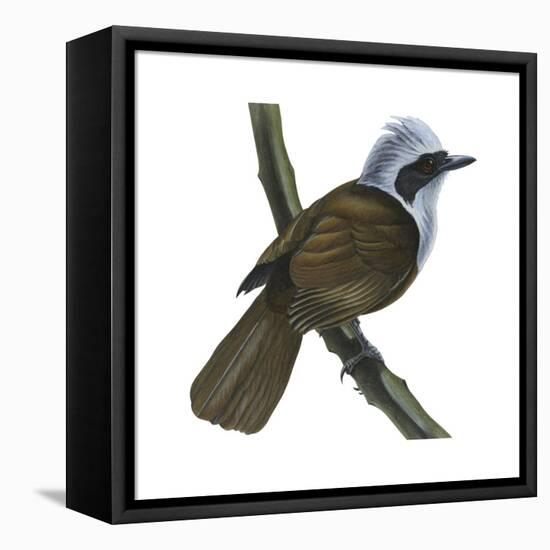 White-Crested Laughing Thrush (Garrulax Leucolophus), Birds-Encyclopaedia Britannica-Framed Stretched Canvas