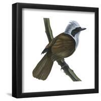 White-Crested Laughing Thrush (Garrulax Leucolophus), Birds-Encyclopaedia Britannica-Framed Poster