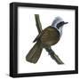 White-Crested Laughing Thrush (Garrulax Leucolophus), Birds-Encyclopaedia Britannica-Framed Poster