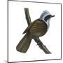 White-Crested Laughing Thrush (Garrulax Leucolophus), Birds-Encyclopaedia Britannica-Mounted Poster