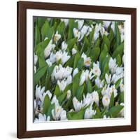 White Crocus Blooms-Anna Miller-Framed Photographic Print