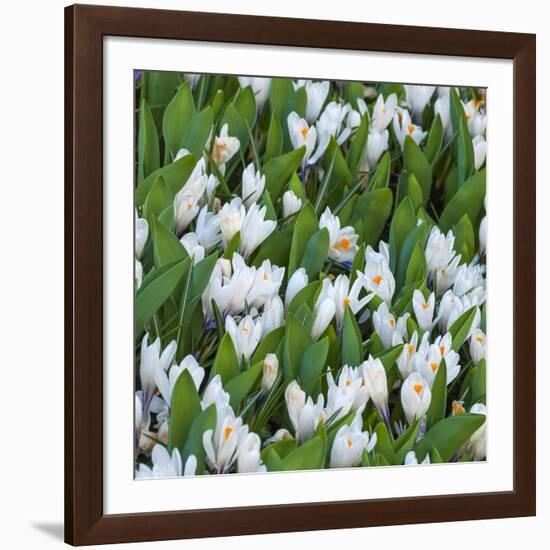 White Crocus Blooms-Anna Miller-Framed Photographic Print