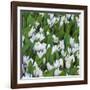 White Crocus Blooms-Anna Miller-Framed Photographic Print