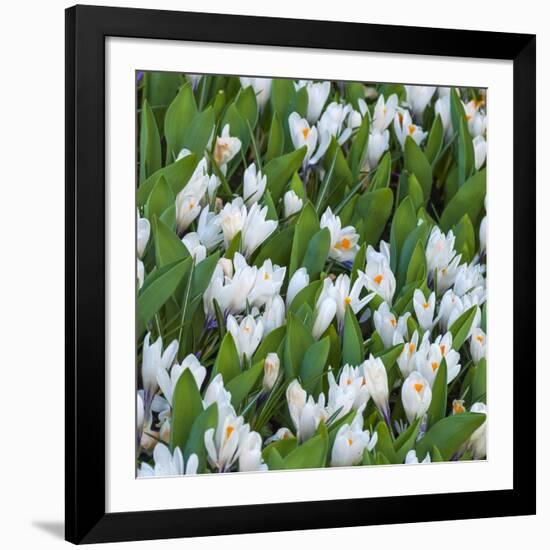 White Crocus Blooms-Anna Miller-Framed Photographic Print