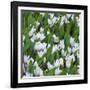 White Crocus Blooms-Anna Miller-Framed Photographic Print