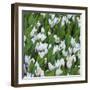 White Crocus Blooms-Anna Miller-Framed Photographic Print