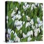 White Crocus Blooms-Anna Miller-Stretched Canvas