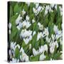 White Crocus Blooms-Anna Miller-Stretched Canvas