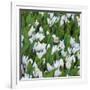 White Crocus Blooms-Anna Miller-Framed Photographic Print