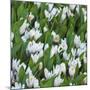 White Crocus Blooms-Anna Miller-Mounted Photographic Print