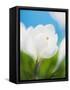 White crocus-Ada Summer-Framed Stretched Canvas