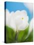 White crocus-Ada Summer-Stretched Canvas