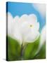 White crocus-Ada Summer-Stretched Canvas