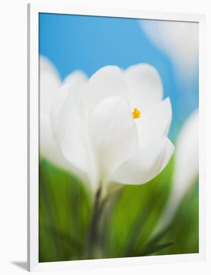 White crocus-Ada Summer-Framed Photographic Print