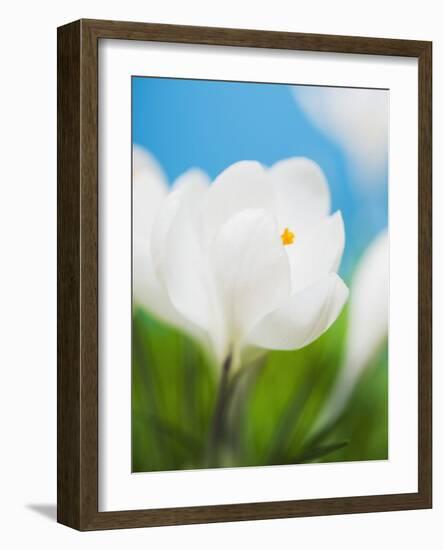 White crocus-Ada Summer-Framed Photographic Print