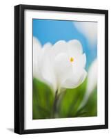 White crocus-Ada Summer-Framed Photographic Print