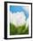 White crocus-Ada Summer-Framed Photographic Print