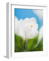 White crocus-Ada Summer-Framed Photographic Print