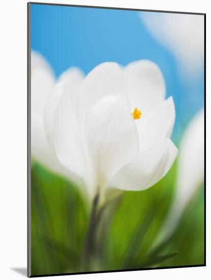 White crocus-Ada Summer-Mounted Photographic Print