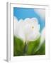 White crocus-Ada Summer-Framed Photographic Print