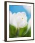 White crocus-Ada Summer-Framed Photographic Print