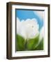 White crocus-Ada Summer-Framed Photographic Print