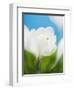 White crocus-Ada Summer-Framed Photographic Print