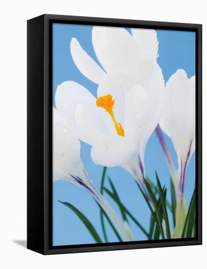 White crocuses-Ada Summer-Framed Stretched Canvas