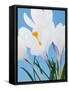 White crocuses-Ada Summer-Framed Stretched Canvas