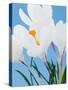 White crocuses-Ada Summer-Stretched Canvas