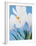 White crocuses-Ada Summer-Framed Photographic Print