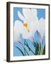 White crocuses-Ada Summer-Framed Photographic Print