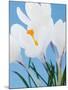 White crocuses-Ada Summer-Mounted Photographic Print